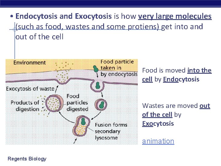  • Endocytosis and Exocytosis is how very large molecules (such as food, wastes