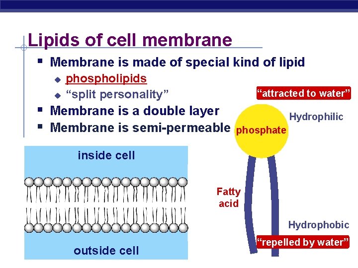 Lipids of cell membrane § Membrane is made of special kind of lipid u