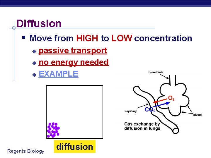 Diffusion § Move from HIGH to LOW concentration passive transport u no energy needed