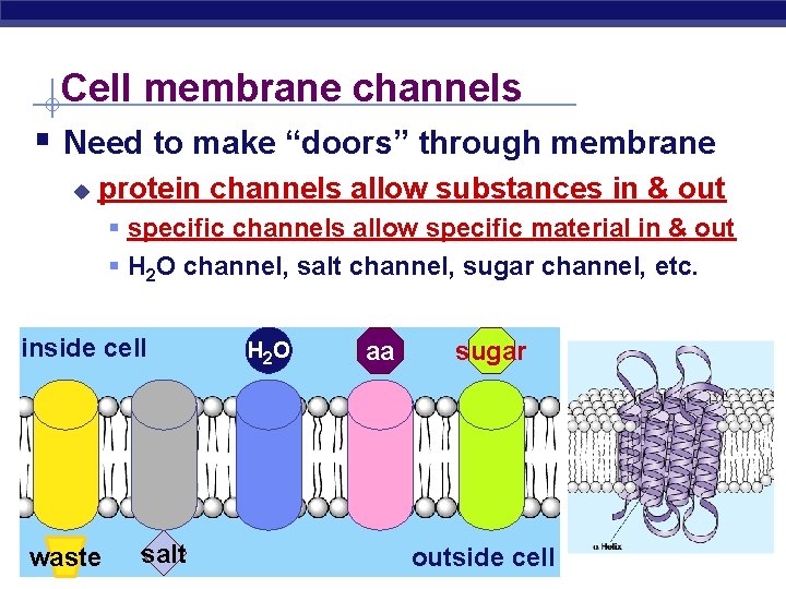 Cell membrane channels § Need to make “doors” through membrane u protein channels allow