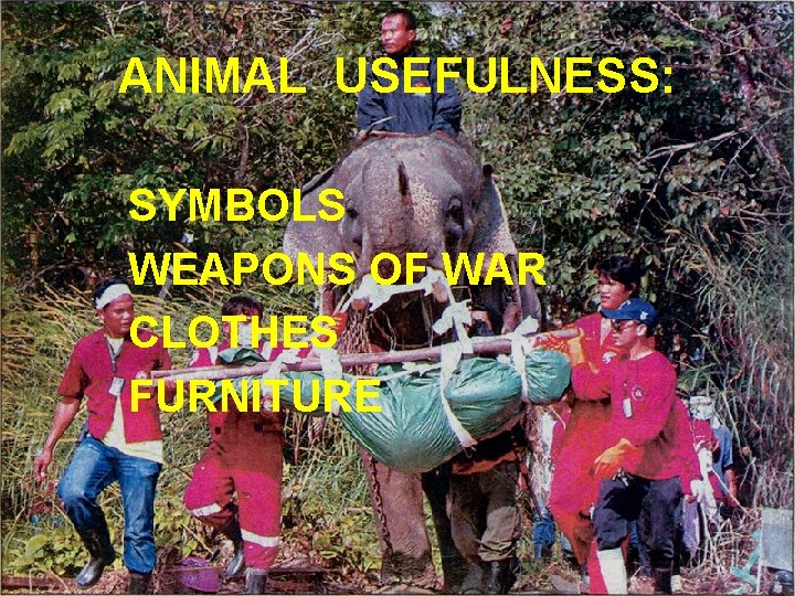 ANIMAL USEFULNESS: SYMBOLS WEAPONS OF WAR CLOTHES FURNITURE 