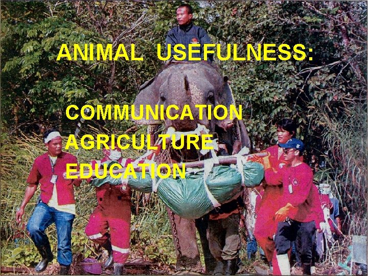 ANIMAL USEFULNESS: COMMUNICATION AGRICULTURE EDUCATION 