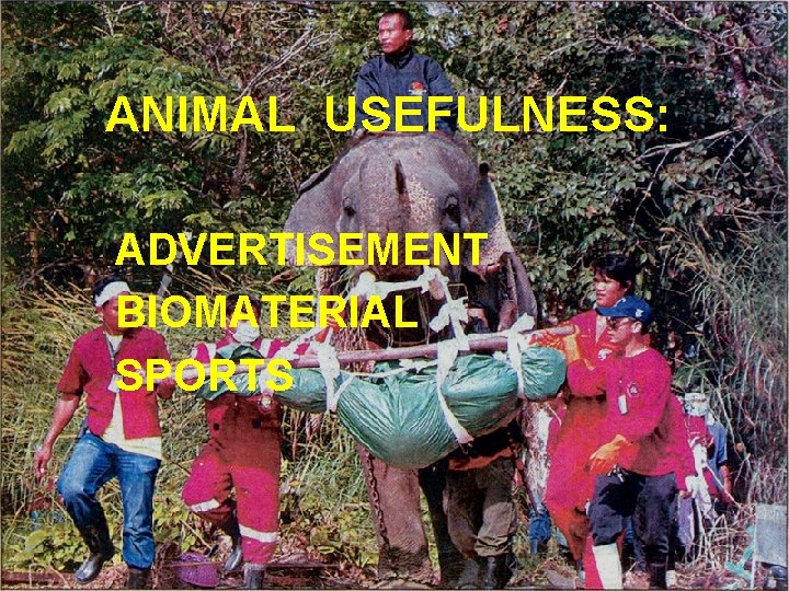 ANIMAL USEFULNESS: ADVERTISEMENT BIOMATERIAL SPORTS 
