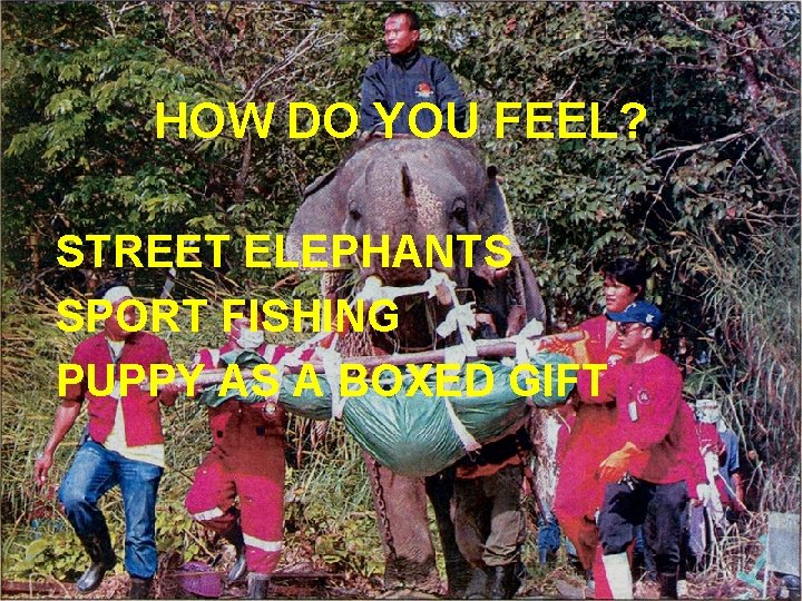 HOW DO YOU FEEL? STREET ELEPHANTS SPORT FISHING PUPPY AS A BOXED GIFT 