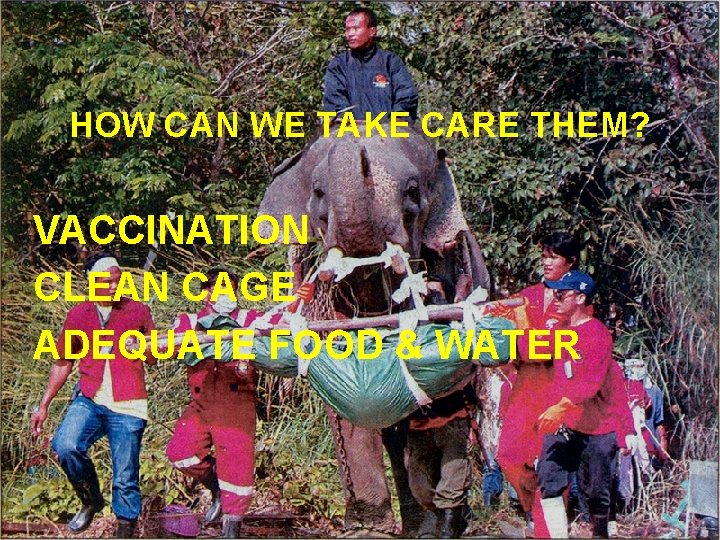 HOW CAN WE TAKE CARE THEM? VACCINATION CLEAN CAGE ADEQUATE FOOD & WATER 