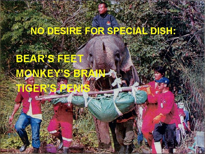 NO DESIRE FOR SPECIAL DISH: BEAR’S FEET MONKEY’S BRAIN TIGER’S PENIS 