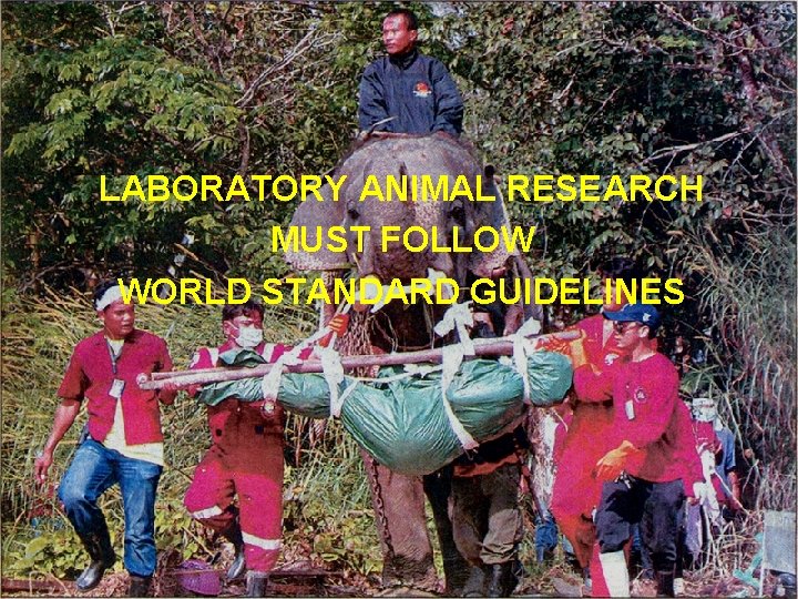 LABORATORY ANIMAL RESEARCH MUST FOLLOW WORLD STANDARD GUIDELINES 