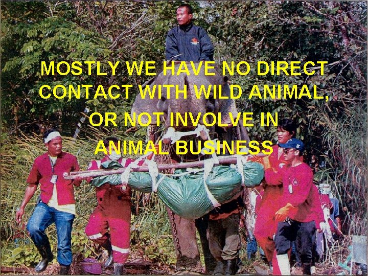 MOSTLY WE HAVE NO DIRECT CONTACT WITH WILD ANIMAL, OR NOT INVOLVE IN ANIMAL
