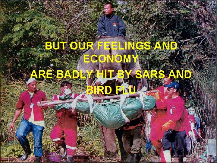 BUT OUR FEELINGS AND ECONOMY ARE BADLY HIT BY SARS AND BIRD FLU 