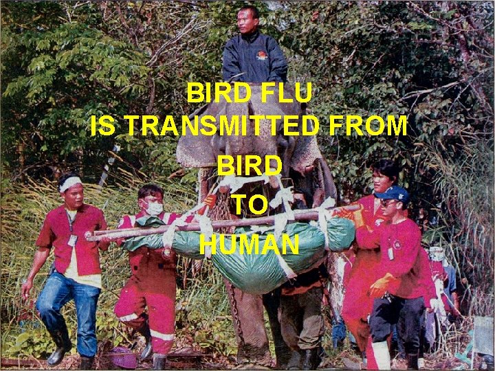 BIRD FLU IS TRANSMITTED FROM BIRD TO HUMAN 
