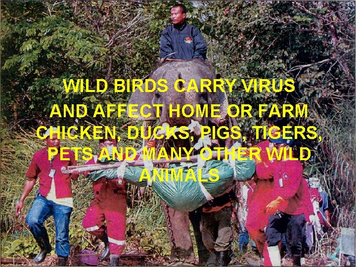 WILD BIRDS CARRY VIRUS AND AFFECT HOME OR FARM CHICKEN, DUCKS, PIGS, TIGERS, PETS