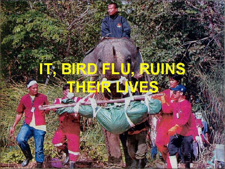 IT, BIRD FLU, RUINS THEIR LIVES 