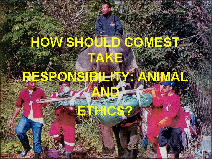 HOW SHOULD COMEST TAKE RESPONSIBILITY: ANIMAL AND ETHICS? 
