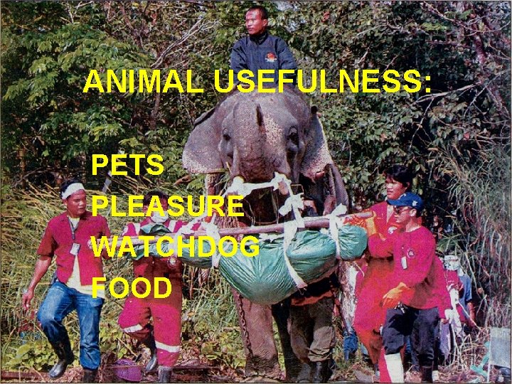 ANIMAL USEFULNESS: PETS PLEASURE WATCHDOG FOOD 