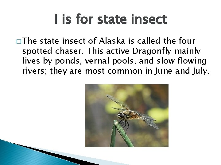I is for state insect � The state insect of Alaska is called the