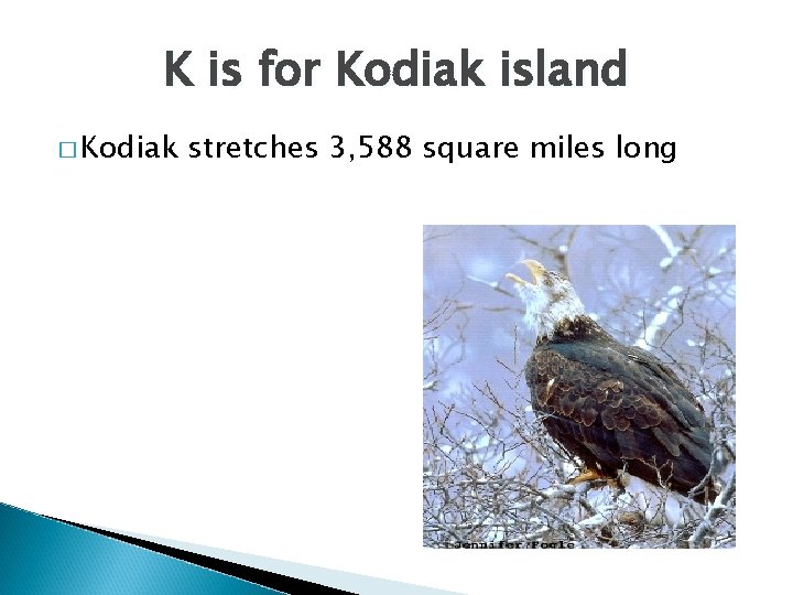 K is for Kodiak island � Kodiak stretches 3, 588 square miles long 