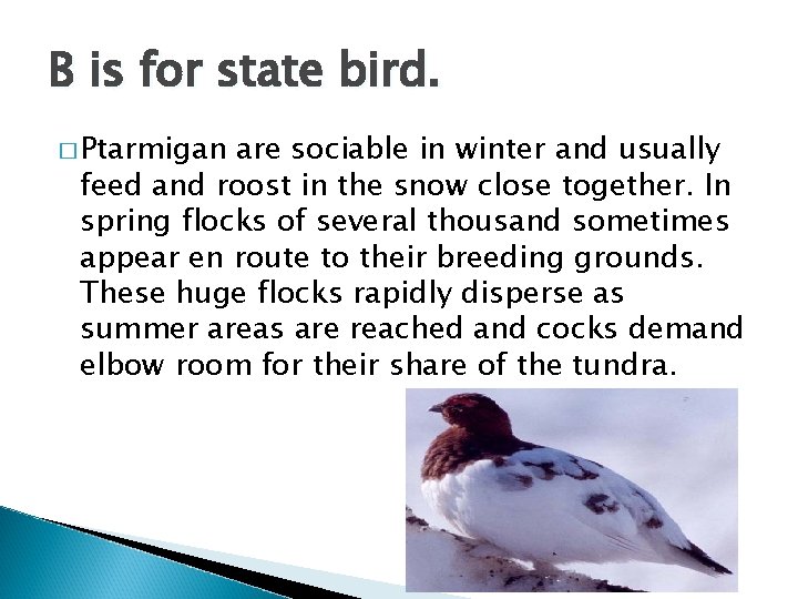 B is for state bird. � Ptarmigan are sociable in winter and usually feed