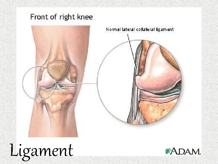 Ligament 