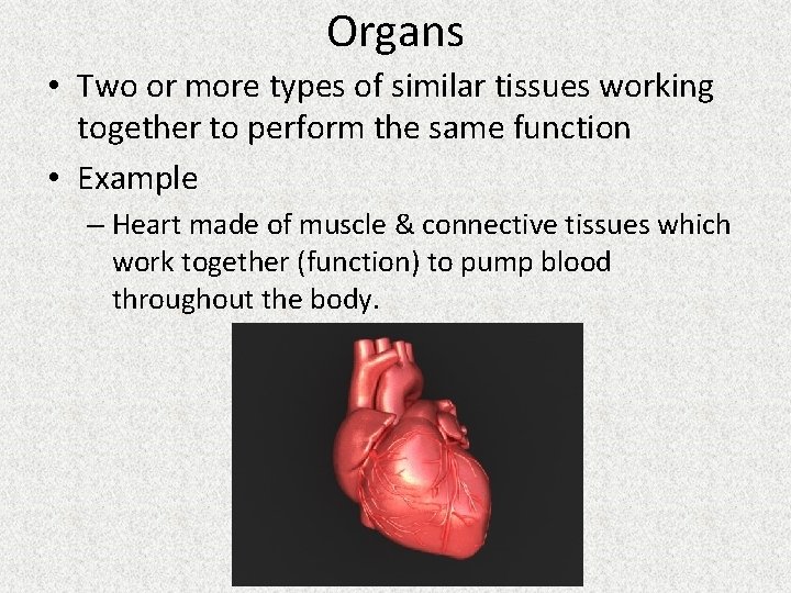 Organs • Two or more types of similar tissues working together to perform the