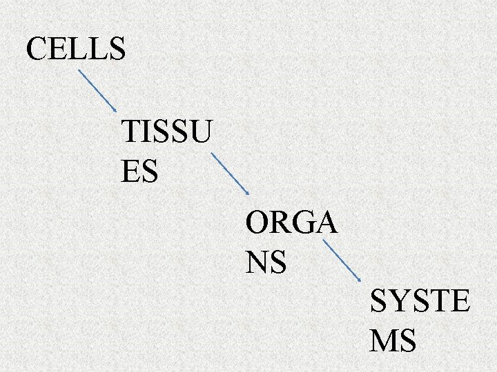 CELLS TISSU ES ORGA NS SYSTE MS 