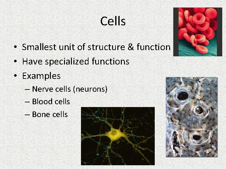 Cells • Smallest unit of structure & function • Have specialized functions • Examples