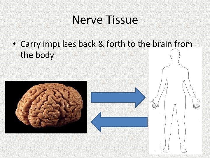 Nerve Tissue • Carry impulses back & forth to the brain from the body