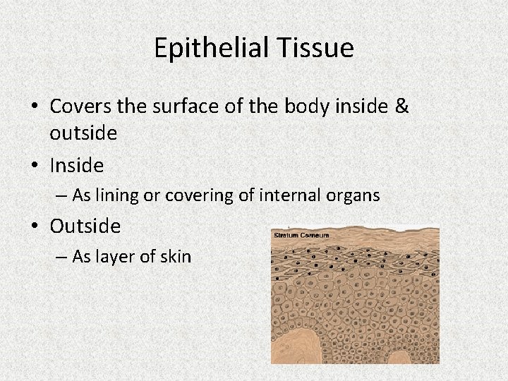 Epithelial Tissue • Covers the surface of the body inside & outside • Inside
