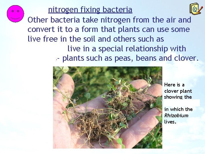 nitrogen fixing bacteria Other bacteria take nitrogen from the air and convert it to