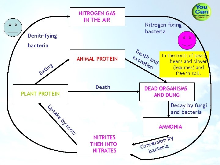NITROGEN GAS IN THE AIR Denitrifying bacteria ANIMAL PROTEIN in t a g Nitrogen