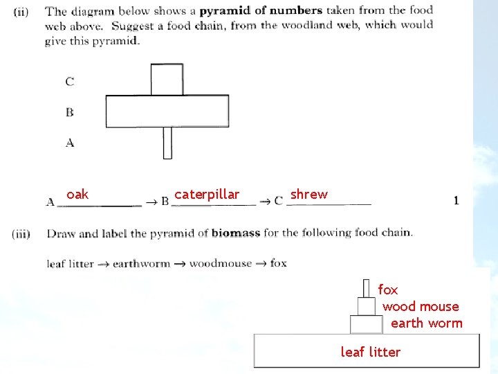 oak caterpillar shrew fox wood mouse earth worm leaf litter 