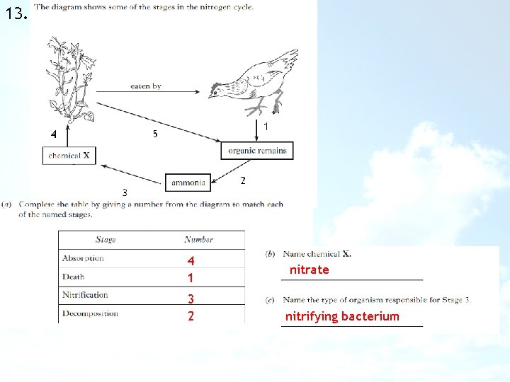 13. 4 1 3 2 nitrate nitrifying bacterium 