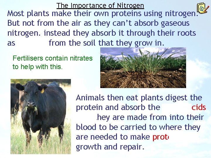 The Importance of Nitrogen Most plants make their own proteins using nitrogen. But not