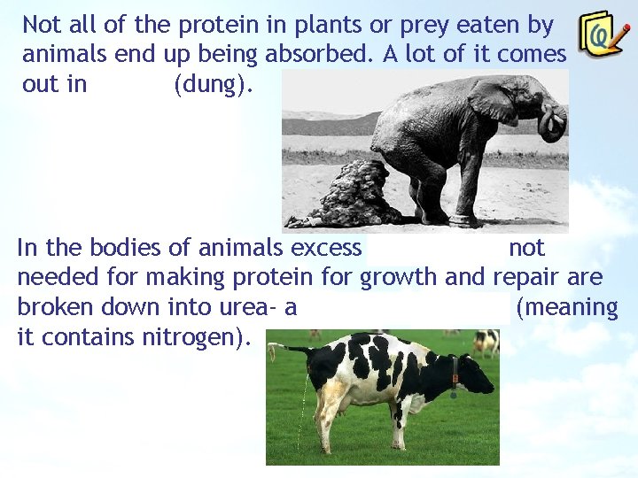 Not all of the protein in plants or prey eaten by animals end up