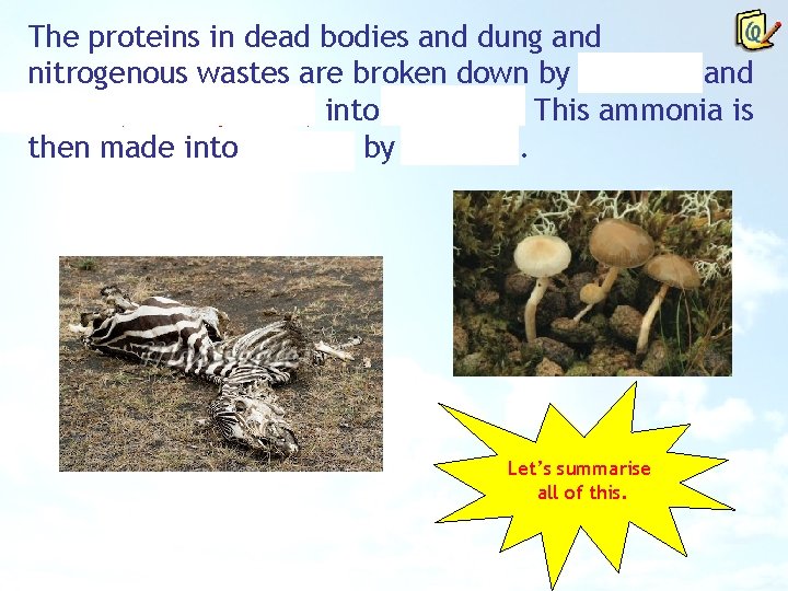 The proteins in dead bodies and dung and nitrogenous wastes are broken down by