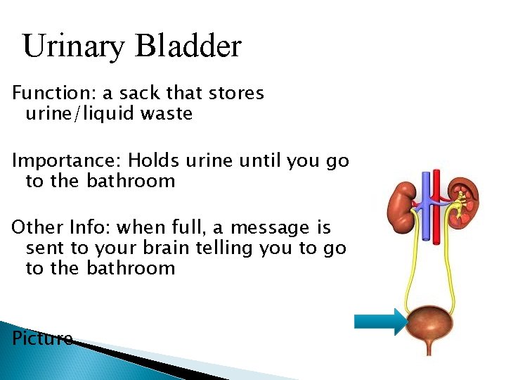 Urinary Bladder Function: a sack that stores urine/liquid waste Importance: Holds urine until you