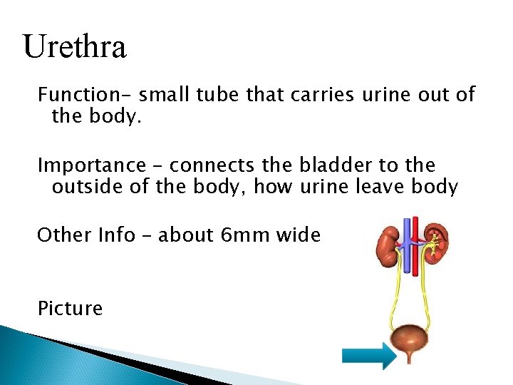 Urethra Function- small tube that carries urine out of the body. Importance – connects