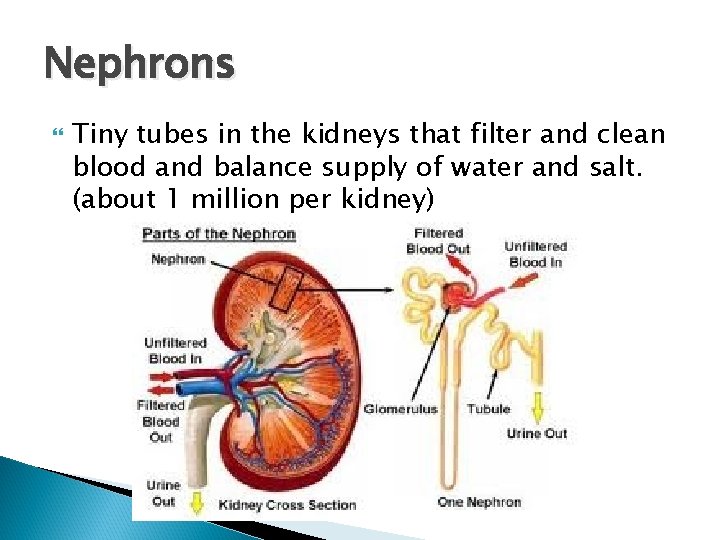 Nephrons Tiny tubes in the kidneys that filter and clean blood and balance supply