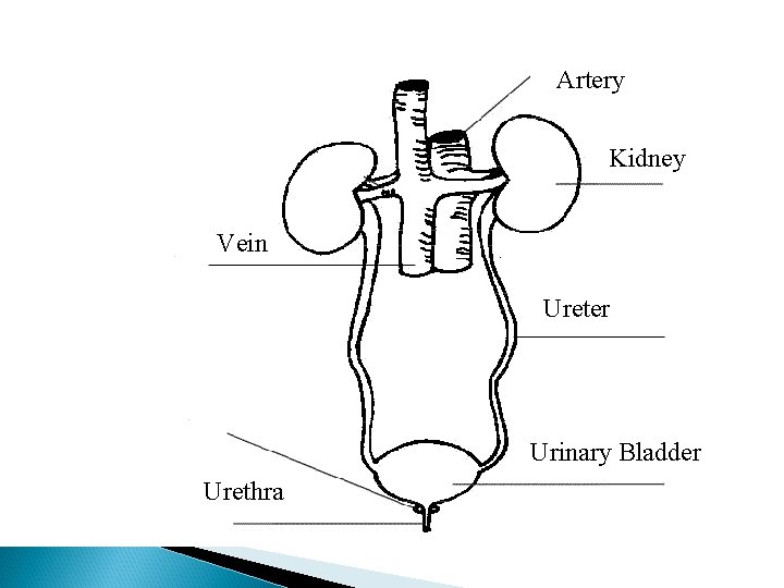 Artery Kidney Vein Ureter Urinary Bladder Urethra 