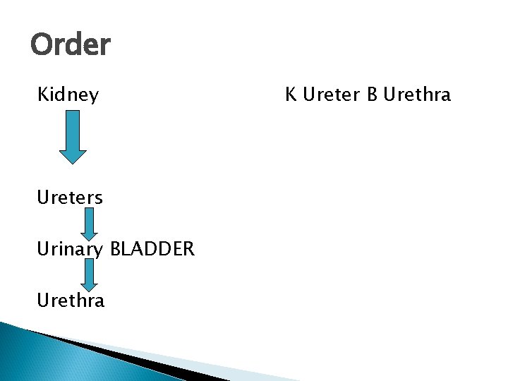 Order Kidney Ureters Urinary BLADDER Urethra K Ureter B Urethra 