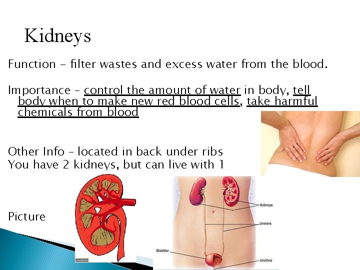 Kidneys Function - filter wastes and excess water from the blood. Importance – control