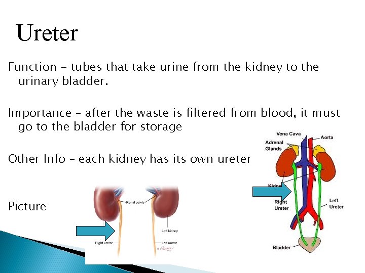 Ureter Function - tubes that take urine from the kidney to the urinary bladder.