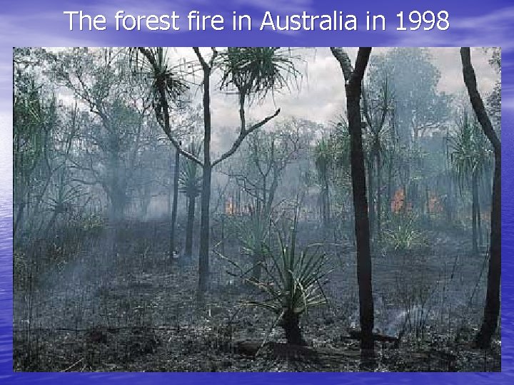 The forest fire in Australia in 1998 