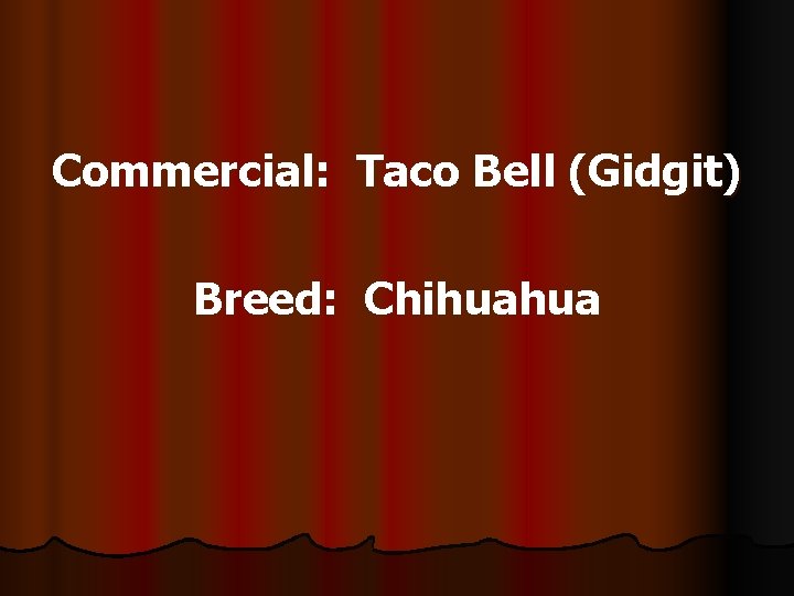 Commercial: Taco Bell (Gidgit) Breed: Chihuahua 