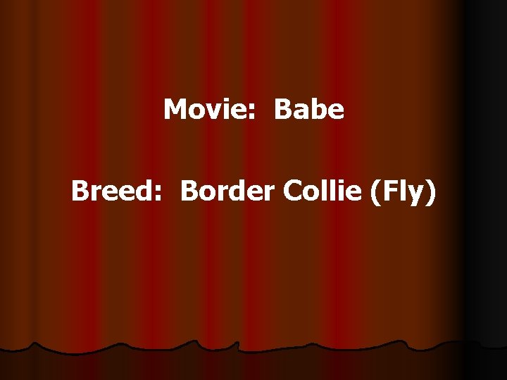 Movie: Babe Breed: Border Collie (Fly) 