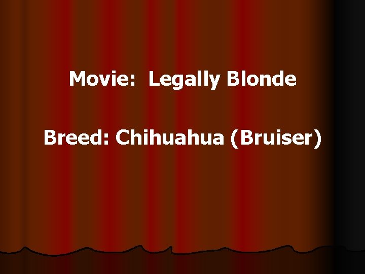 Movie: Legally Blonde Breed: Chihuahua (Bruiser) 