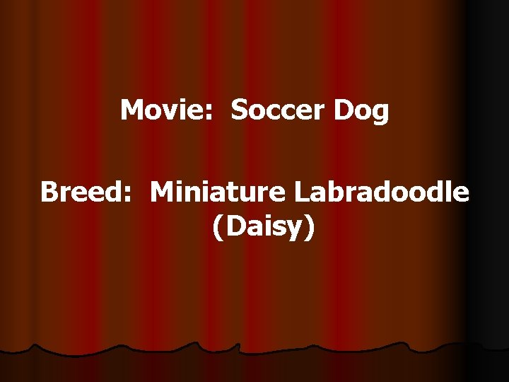 Movie: Soccer Dog Breed: Miniature Labradoodle (Daisy) 
