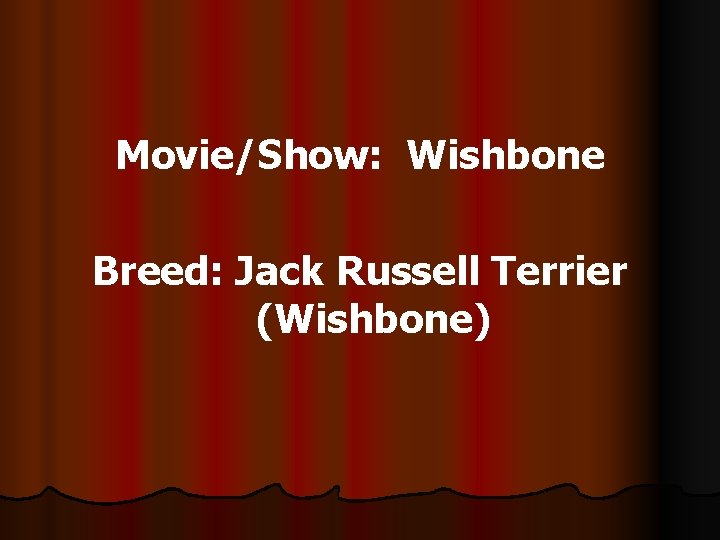 Movie/Show: Wishbone Breed: Jack Russell Terrier (Wishbone) 