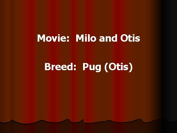 Movie: Milo and Otis Breed: Pug (Otis) 