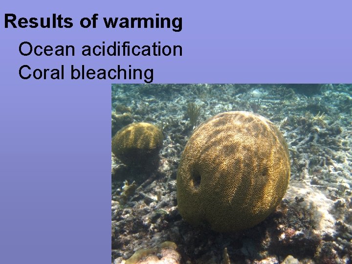 Results of warming Ocean acidification Coral bleaching 