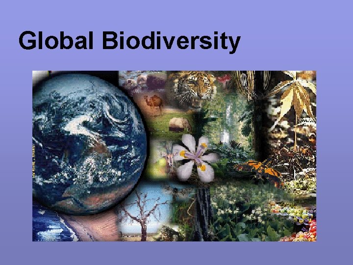 Global Biodiversity 